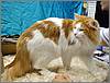 Norwegian Forest Cat Norwegian Forest Cat
